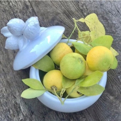 Mode Lemon Jar